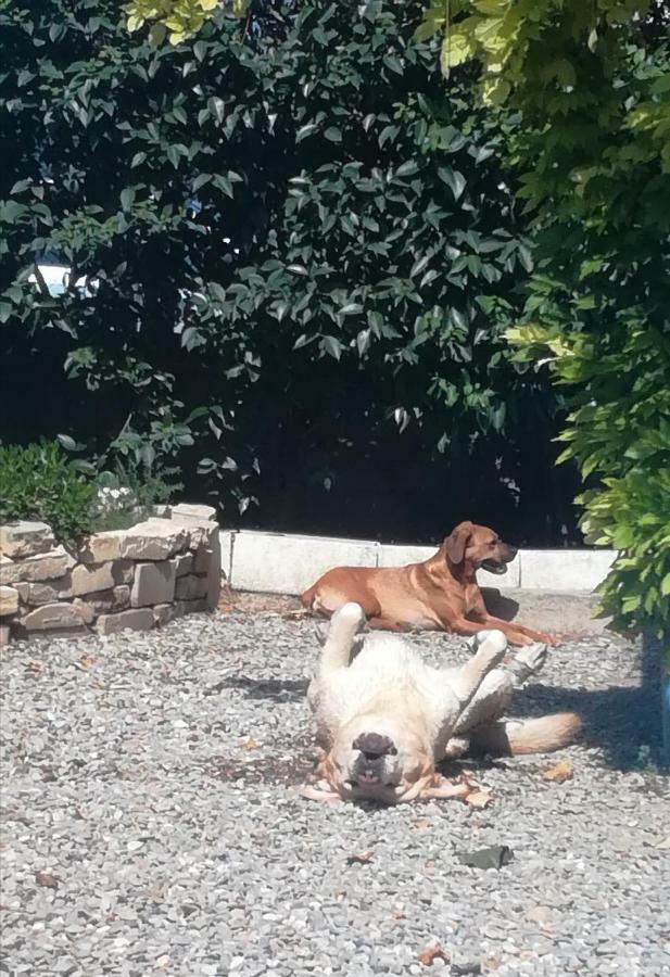 Agnes * Limoux